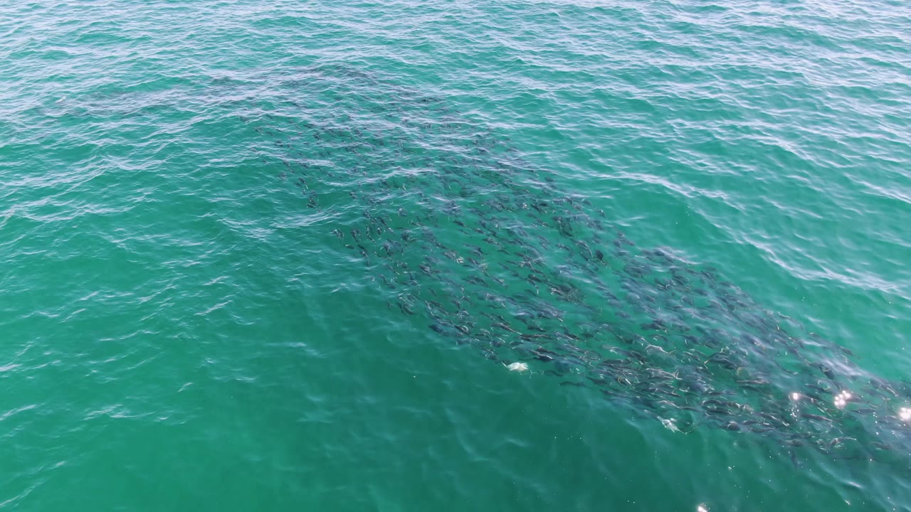 Overhead frame from Buzzards Beach, Baja California Sur, with the fish school gathered near center under green-blue rippled water and no visible people.