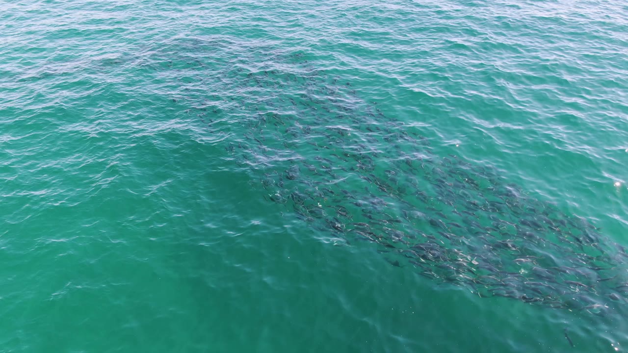Aerial view at Buzzards Beach, Baja California Sur, where the dark fish cluster sits slightly right of center beneath bright turquoise water with no visible people.