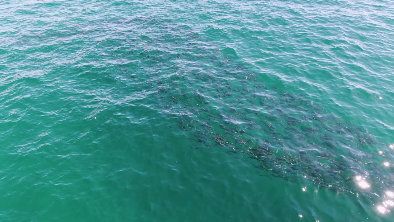 Overhead Buzzards Beach, Baja California Sur frame with a broader dark fish school spanning the lower half of rippled turquoise ocean and no visible people.