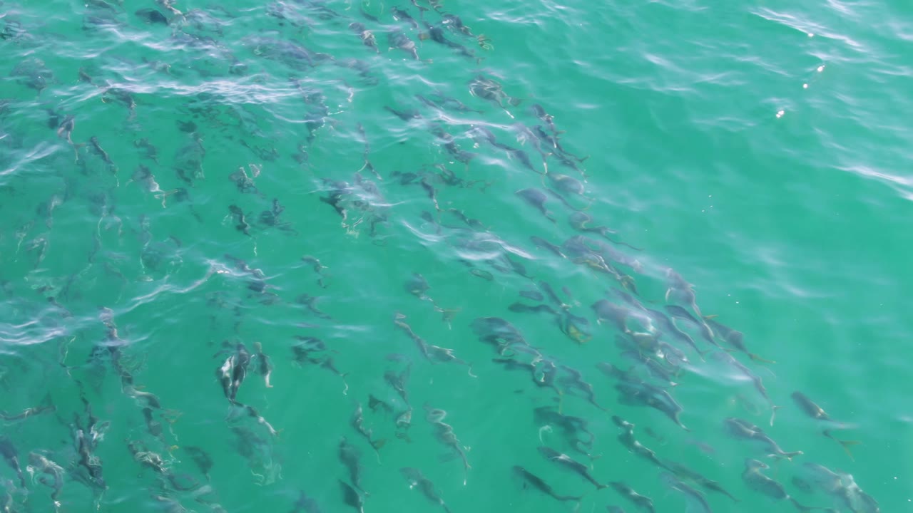 Schooling fish beneath rippled turquoise water.