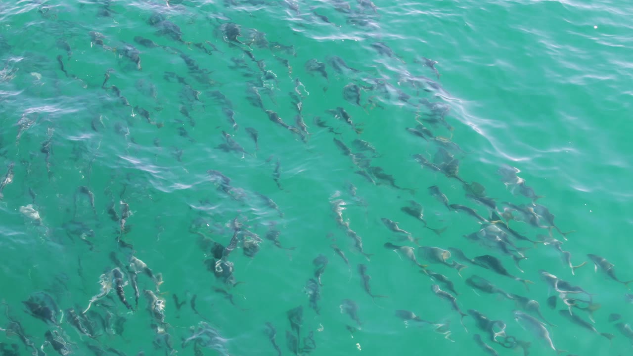 A dense group of fish appears under clear green-blue water at Buzzards Beach, with broken white ripples crossing the surface and no visible people.