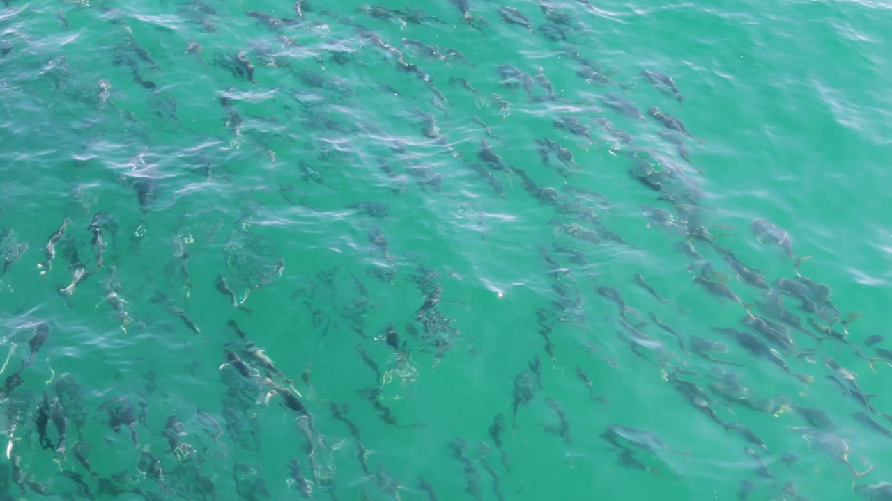 Fish cluster and fan out below turquoise ocean water at Buzzards Beach, Baja California Sur, with small wave lines and no visible people.