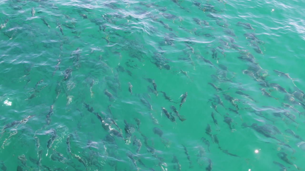 An overhead frame from Buzzards Beach shows fish spread through bright shallow turquoise water, with stronger white ripples near the left side and no visible people.
