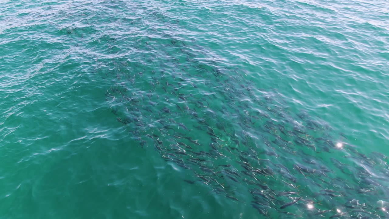 A school of fish gathers under rippled turquoise water at Buzzards Beach in Baja California Sur, with sun glints near the lower edge and no visible people.