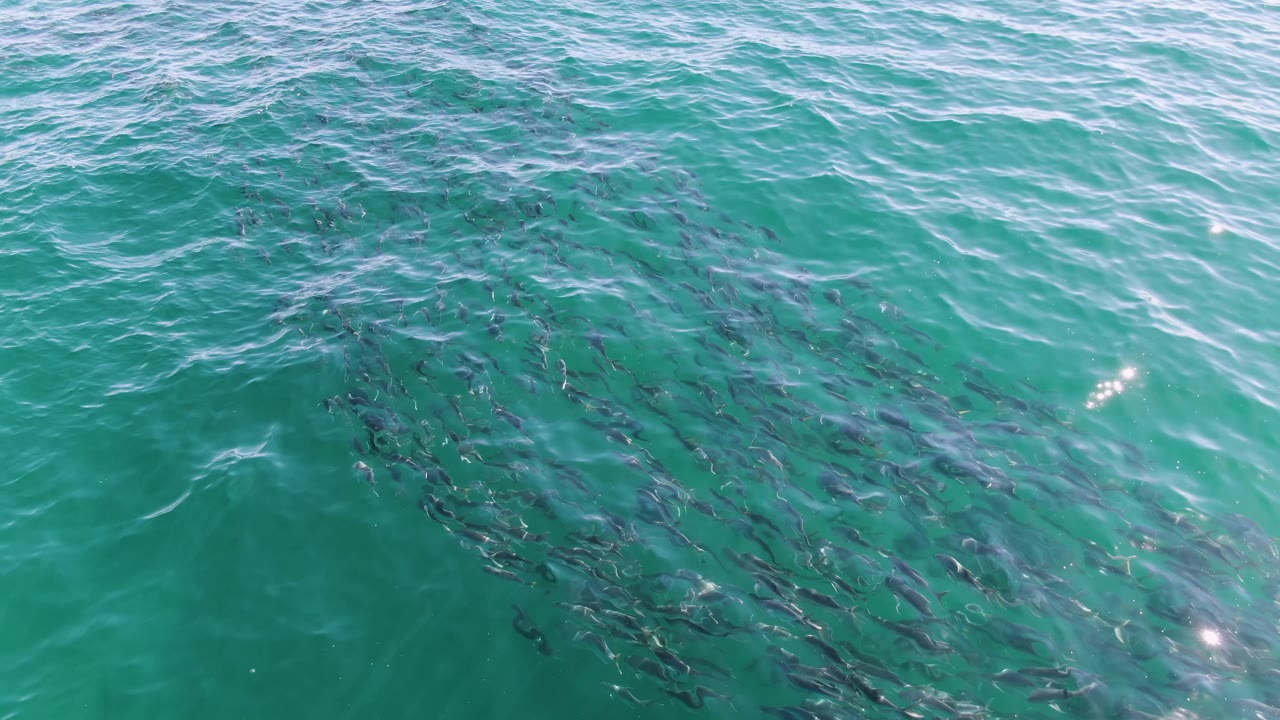 The fish school appears more centered beneath green-blue ocean water at Buzzards Beach, with white surface streaks crossing the upper frame and no visible people.