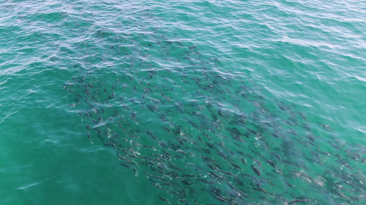 A broad school of fish spreads below the surface at Buzzards Beach, with a small bright light reflection near the center-left and no visible people.