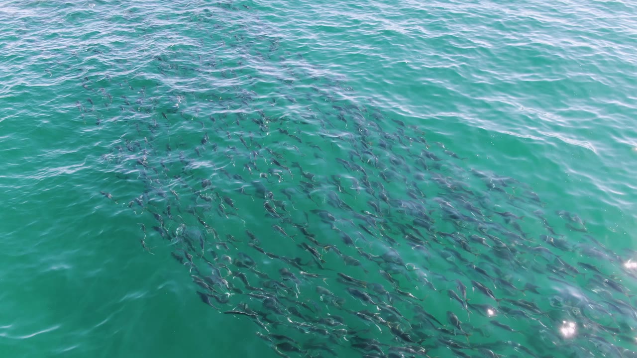 The fish school sits lower in the frame beneath wavy turquoise water at Buzzards Beach, with layered ripples above it and no visible people.