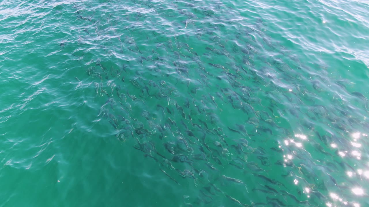 At Buzzards Beach, Baja California Sur, a school of dark fish gathers under clear turquoise water while bright sun reflections appear near the lower center, with no visible people.