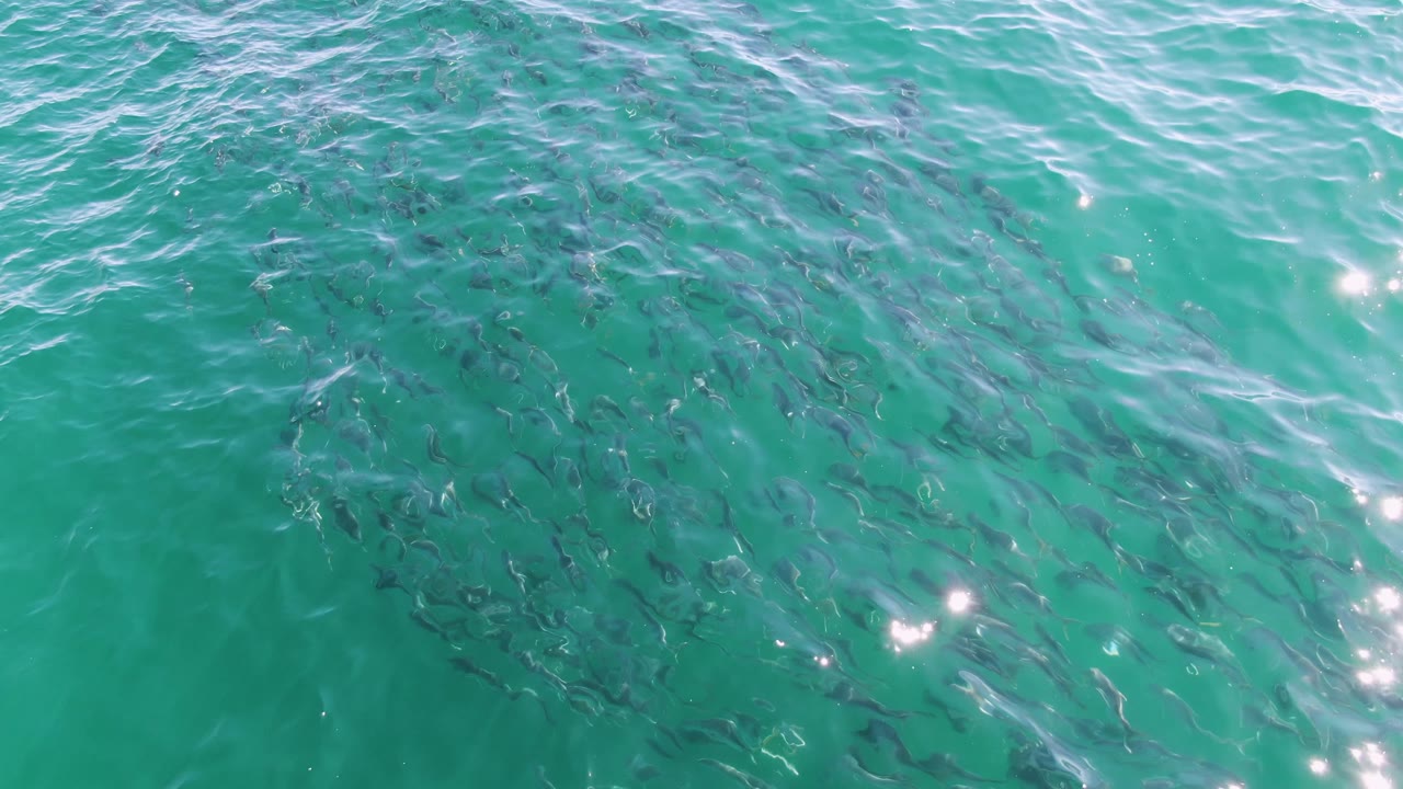 At Buzzards Beach, Baja California Sur, the fish cluster shifts beneath green-blue ocean water, with smaller light glints and a rippled surface, with no visible people.