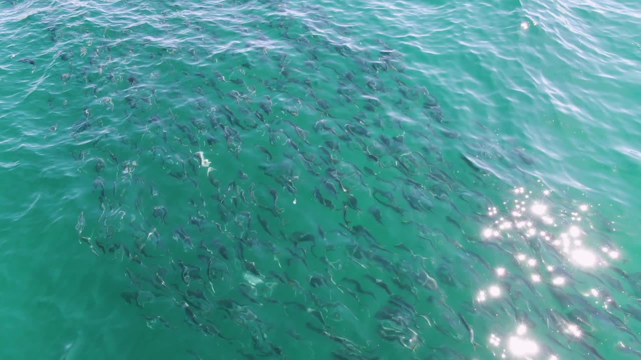 At Buzzards Beach, Baja California Sur, a broad school of fish sits under clear turquoise water as a bright patch of reflected sunlight crosses the right side, with no visible people.