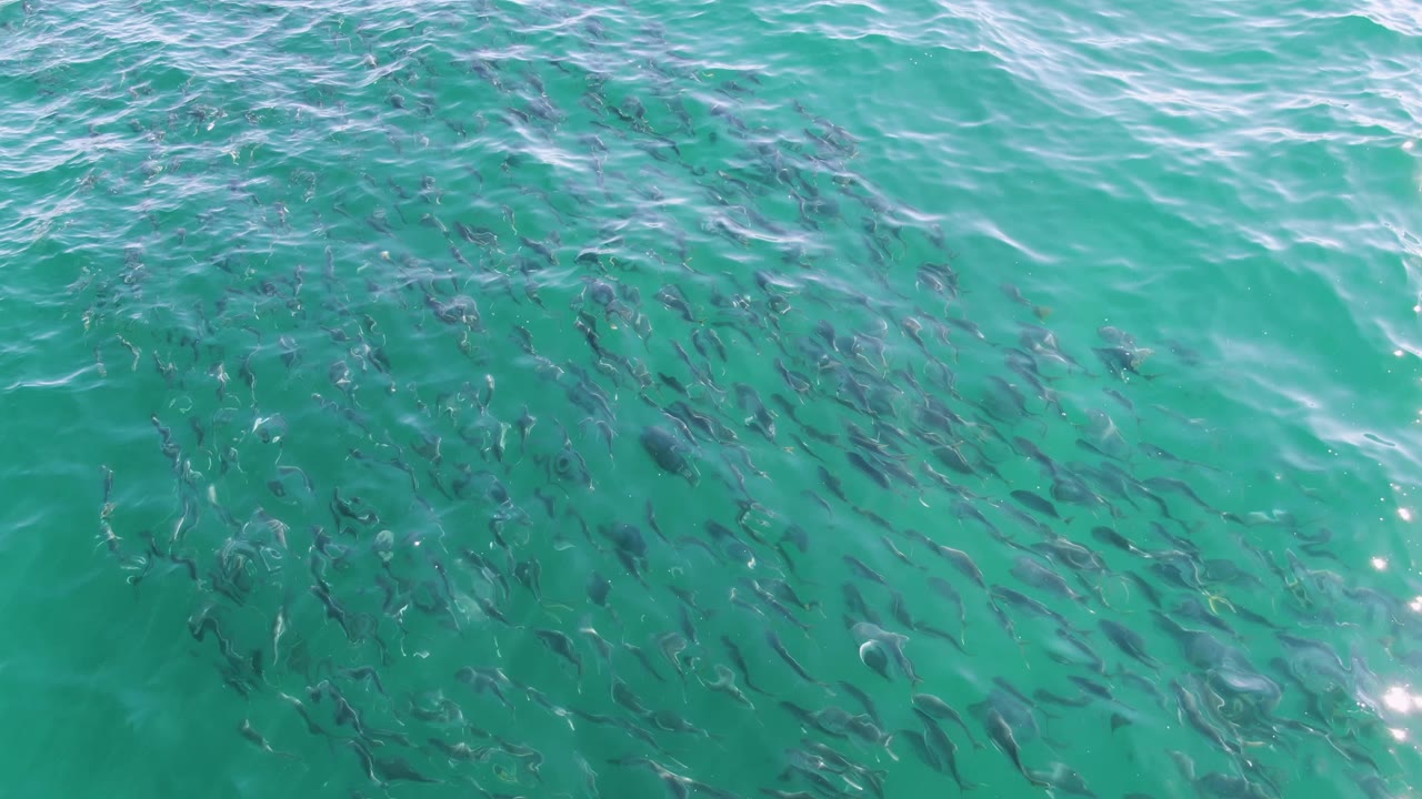 Dense fish school below clear water with ripples across the top