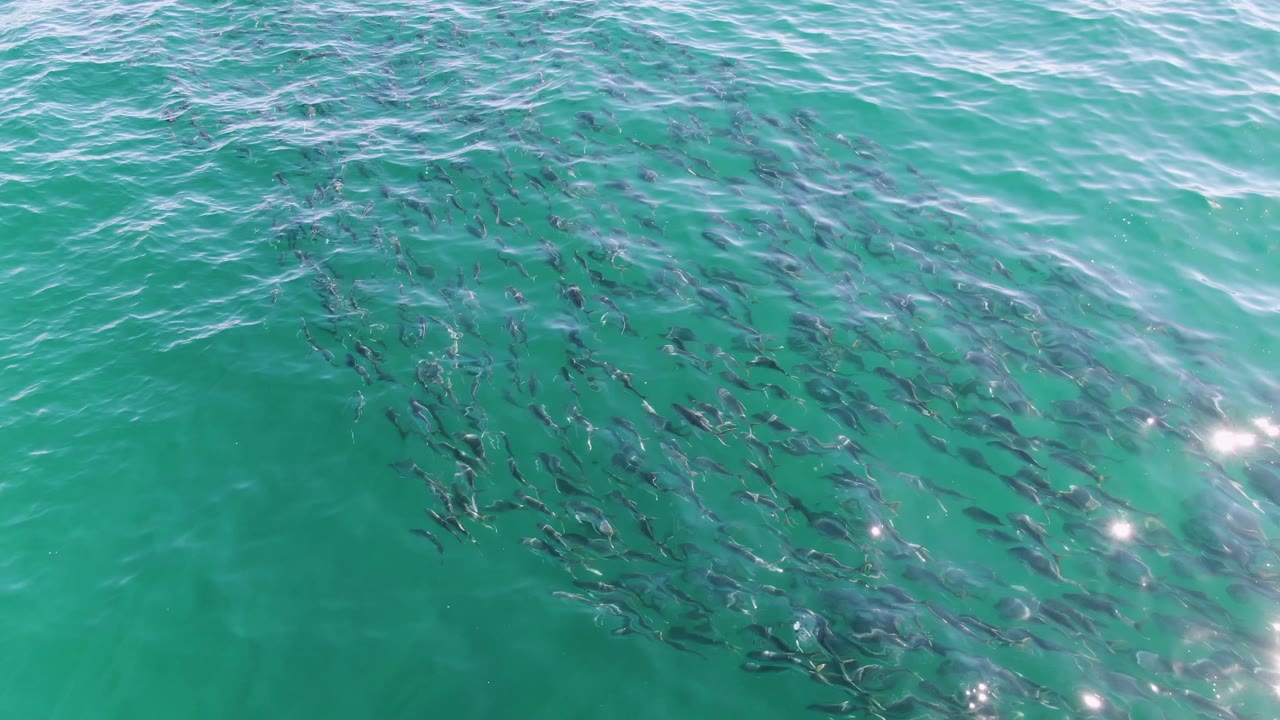 A school of dark fish gathers under rippled turquoise water at Buzzards Beach, Baja California Sur, with bright surface glints and no visible people.