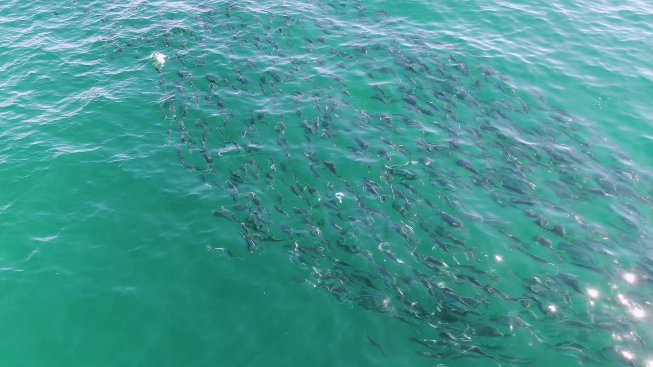 The fish school appears clustered below green-blue ocean water at Buzzards Beach, Baja California Sur, with diagonal ripple lines and no visible people.