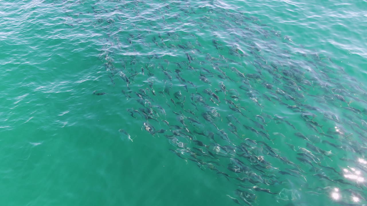Dark fish forms stretch across the upper right of the turquoise water at Buzzards Beach, Baja California Sur, with small sun sparkles and no visible people.