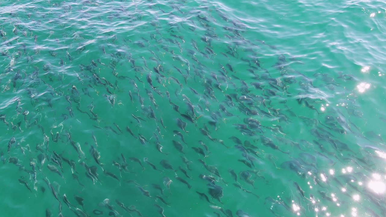 Overhead view of many small fish beneath clear turquoise water at Buzzards Beach, Baja California Sur, with light ripples and no visible people.