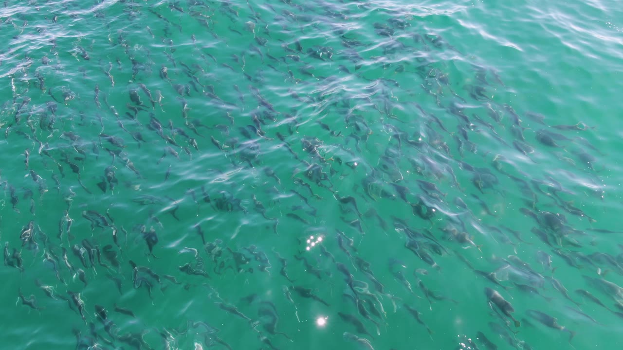 Small fish gather under clear turquoise water at Buzzards Beach, Baja California Sur, with bright sun reflections near the lower left and no visible people.