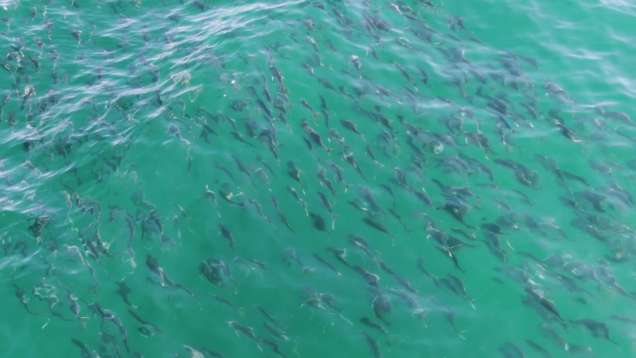 A denser patch of small fish appears below rippled green-blue water at Buzzards Beach, Baja California Sur, with no shoreline and no visible people.