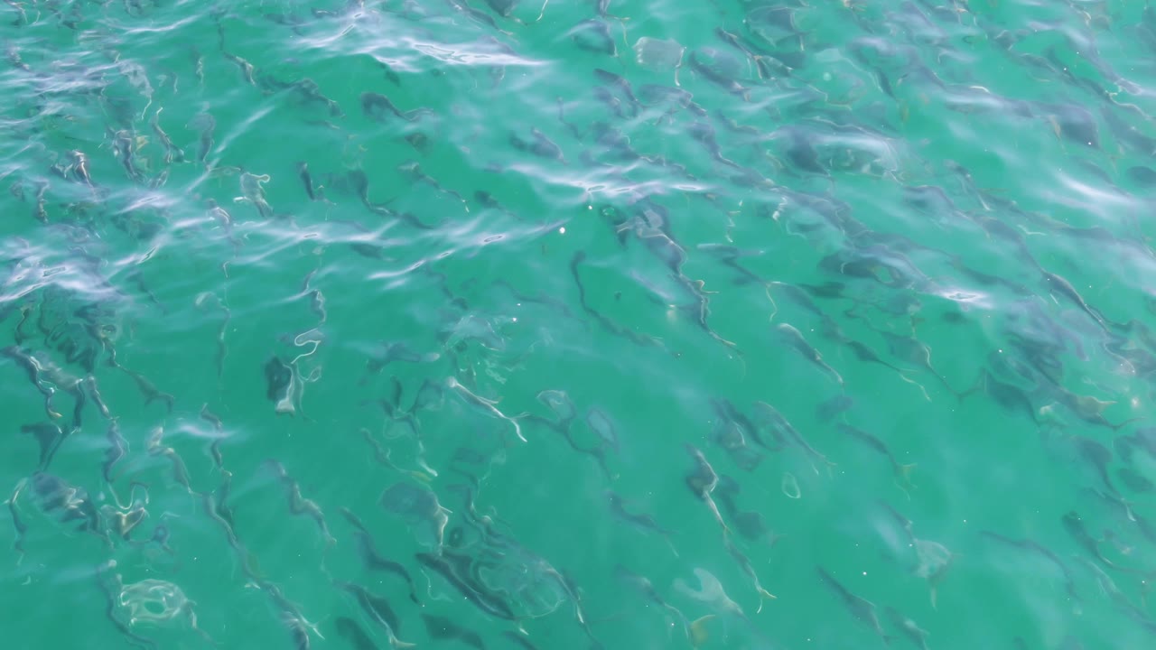 Small fish beneath rippled turquoise water
