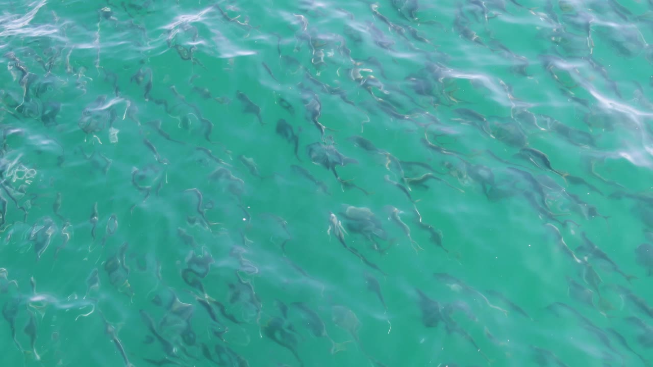 A dense scattering of small fish appears below clear turquoise water at Buzzards Beach, with brighter ripple streaks crossing the surface and no visible people.