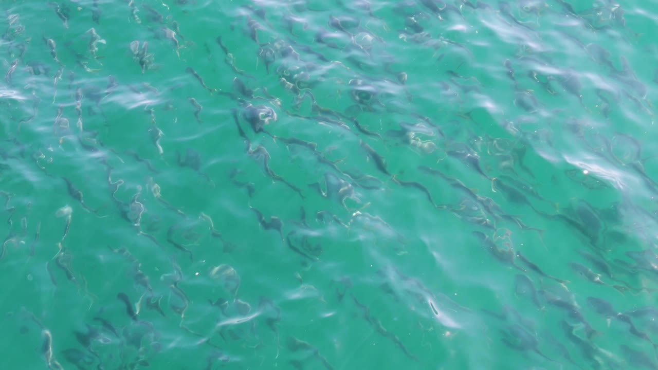 Small fish shapes run through the upper part of the turquoise water view at Buzzards Beach, while pale wave reflections soften the surface and no people are visible.