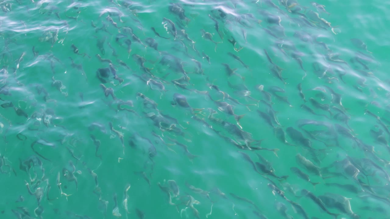 The frame shows many small dark fish across clear turquoise water at Buzzards Beach, with fine ripples and no shoreline or visible people.
