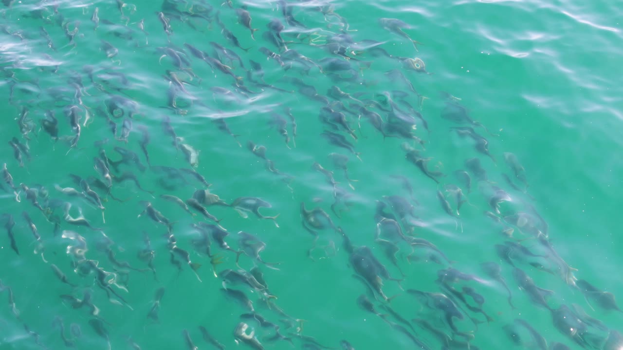 School of dark fish beneath turquoise rippled water.