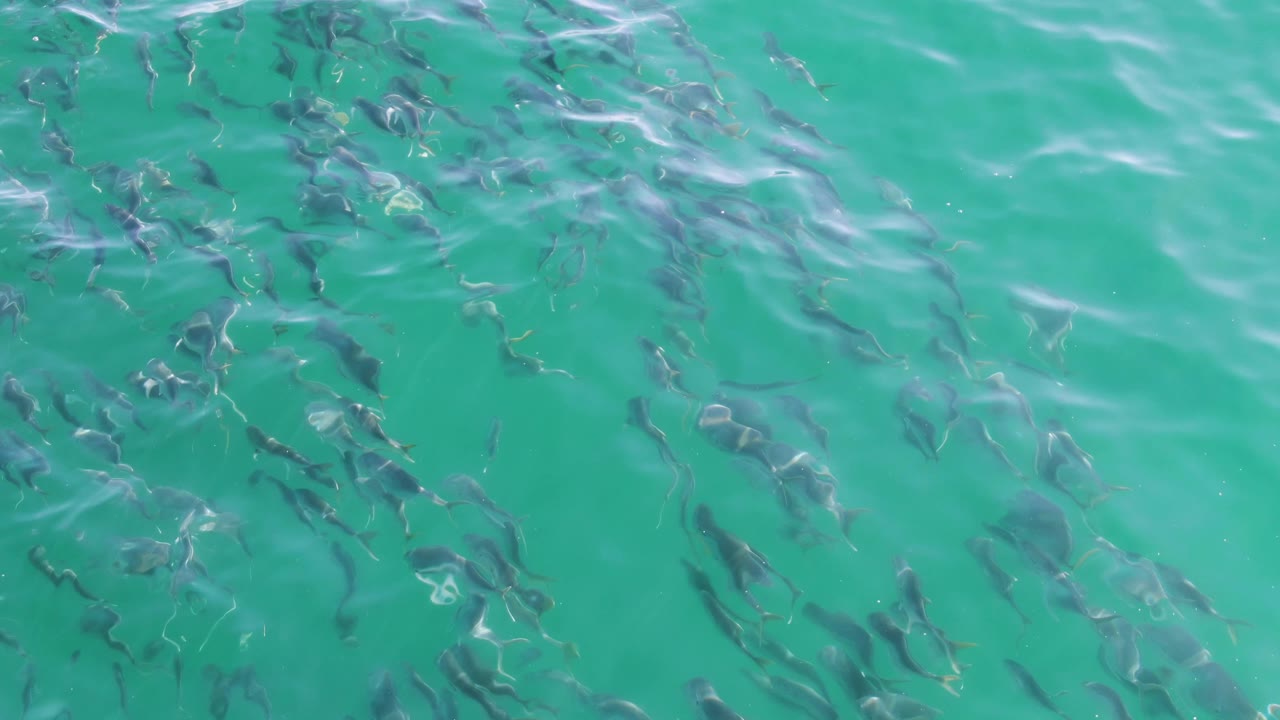 Aerial frame of many dark fish clustered below clear turquoise water at Buzzards Beach, with brighter ripples crossing the upper portion and no visible people.