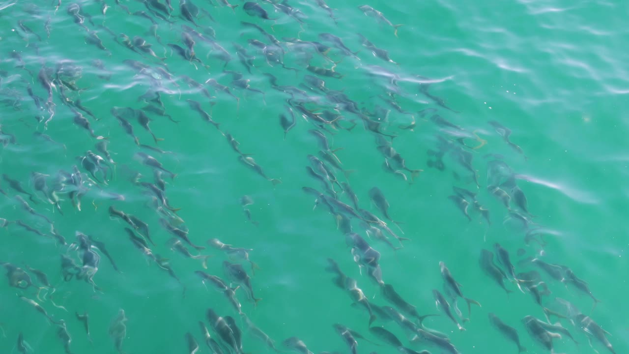 Wide overhead view of fish more dispersed across teal water at Buzzards Beach, Baja California Sur, with pale surface streaks and no visible people.
