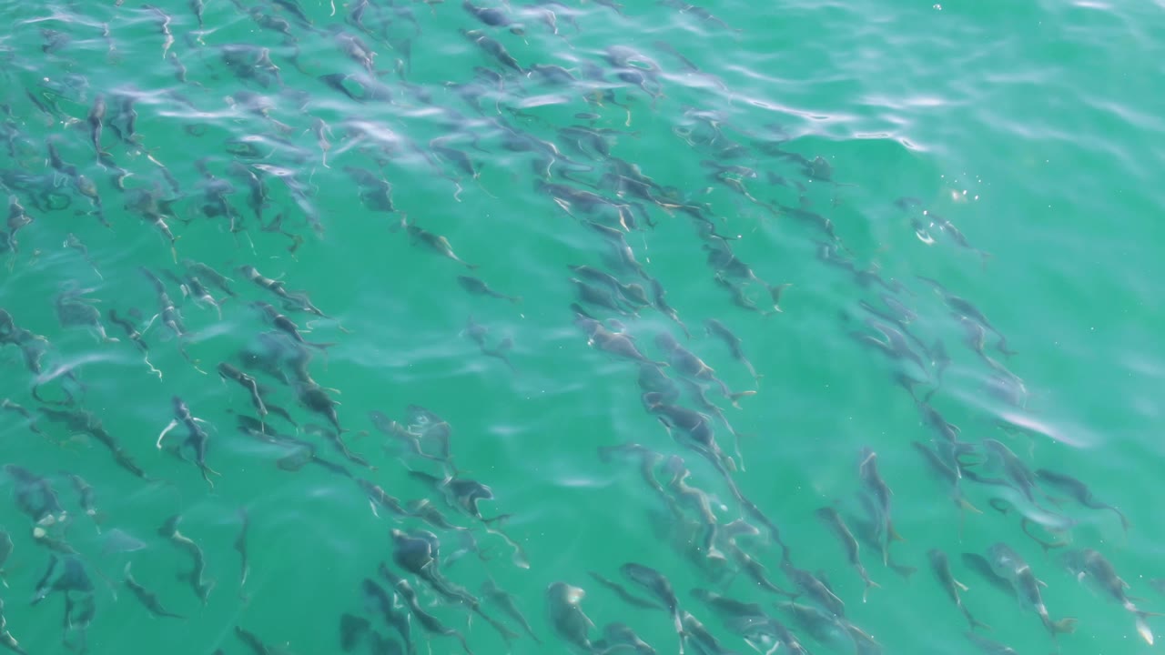 Overhead frame of numerous fish beneath turquoise water at Buzzards Beach, with ripple bands crossing the scene and no visible people, boats, or shoreline.