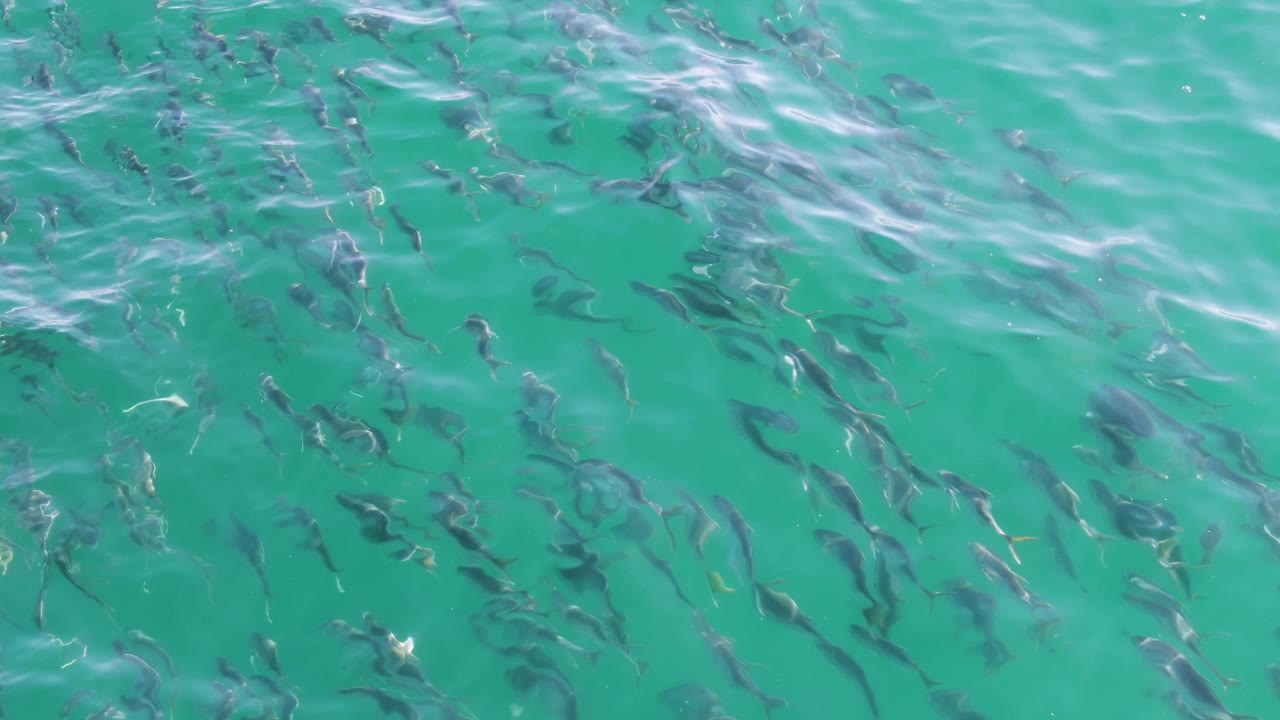 Small dark fish spread across clear turquoise water at Buzzards Beach, Baja California Sur, with bright ripples near the top of the frame and no visible people.