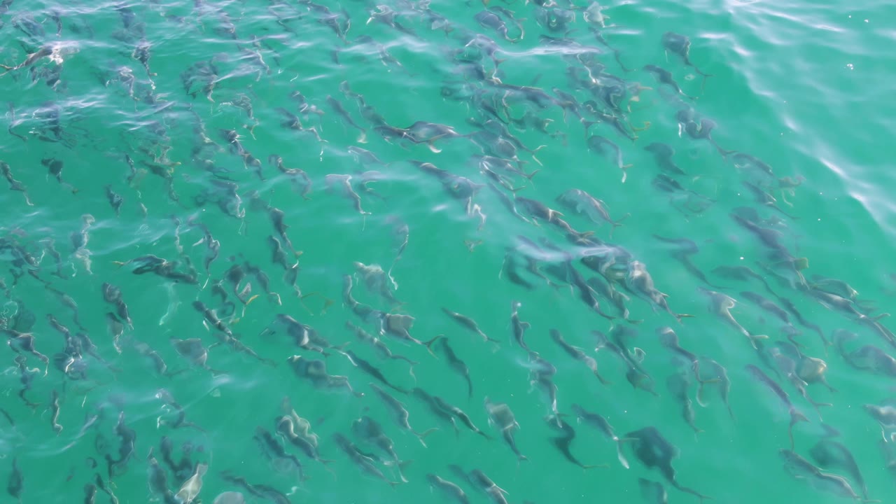 Small fish appear in loose scattered bands under turquoise water at Buzzards Beach, Baja California Sur, while soft surface reflections drift across the upper frame and no people are visible.
