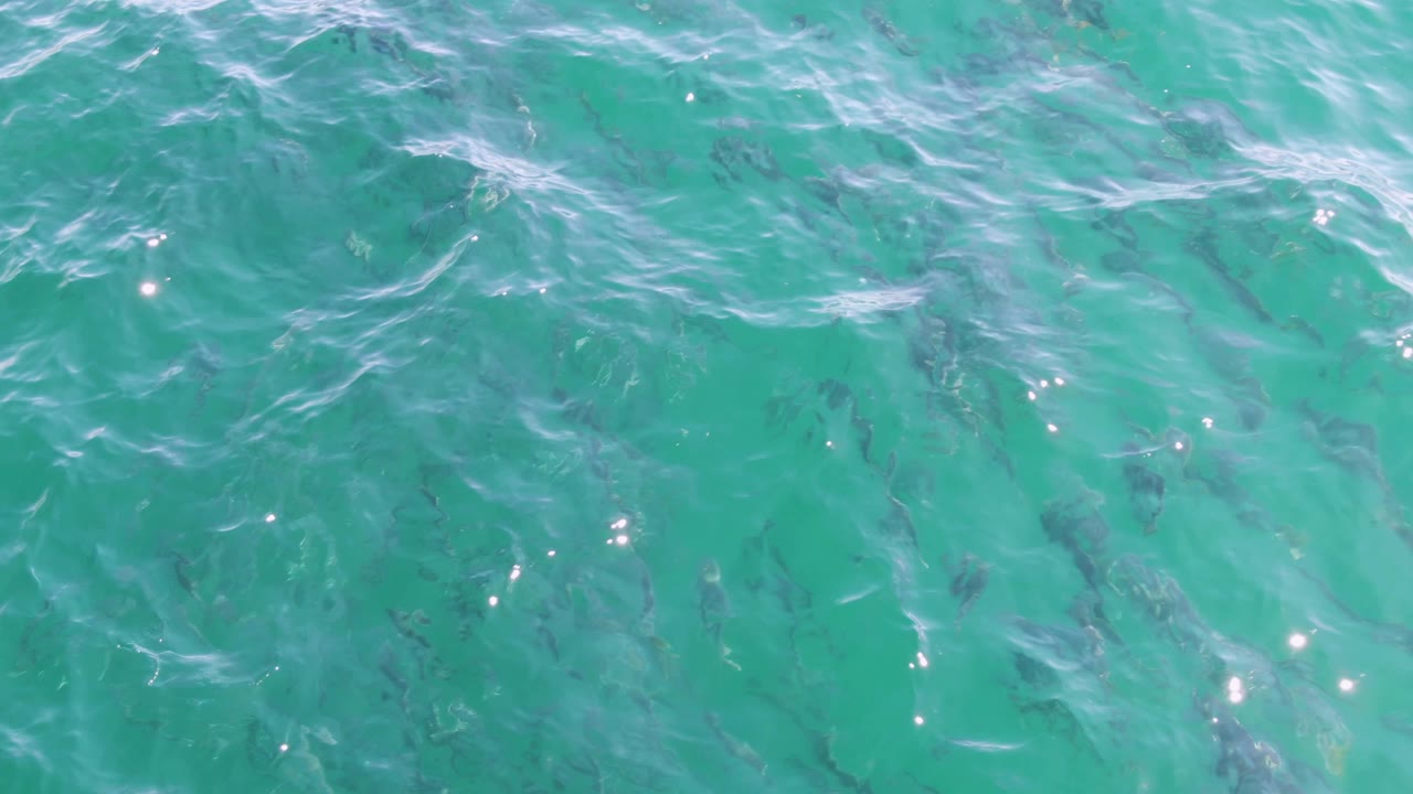 Overhead view of turquoise water at Buzzards Beach in Baja California Sur, with scattered fish under pale surface ripples and no visible people.