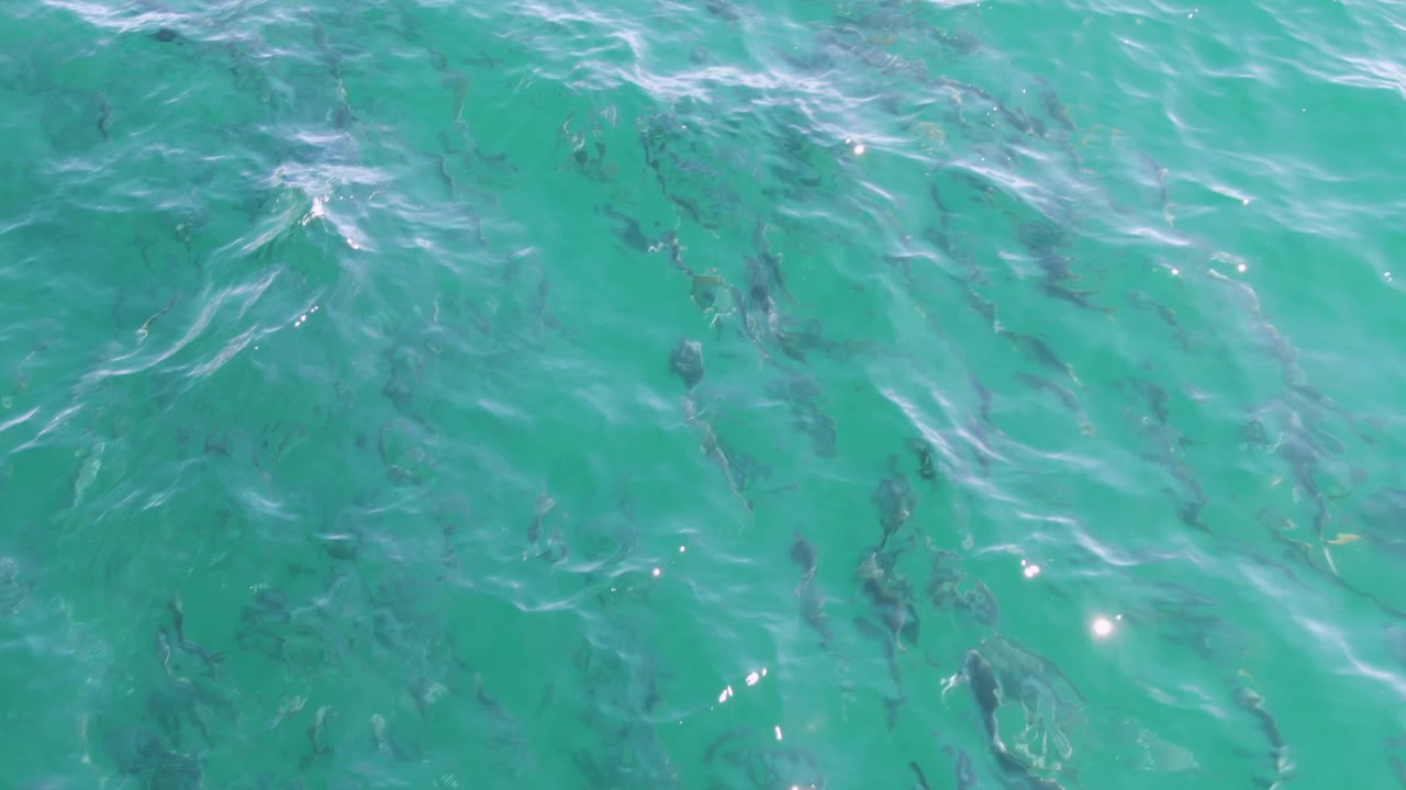 Small dark fish gather beneath bright turquoise ocean water at Buzzards Beach, with white ripples crossing the upper part of the frame and no visible people.