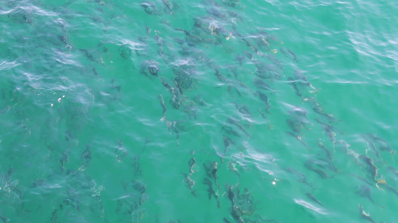 Clear green-blue water at Buzzards Beach reveals many fish shapes spread across the frame under broken surface reflections, with no visible people.