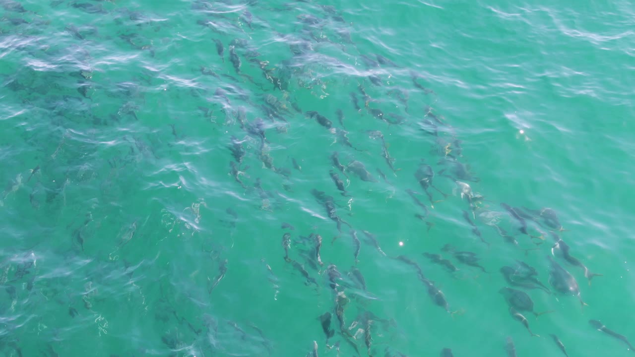 Rippling turquoise water with fish below the surface