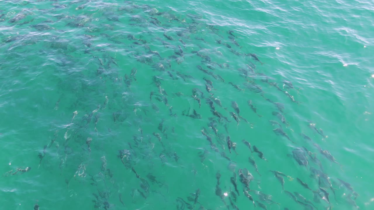 At Buzzards Beach in Baja California Sur, dark schooling fish are visible under turquoise surface ripples with bright sun flecks and no visible people.