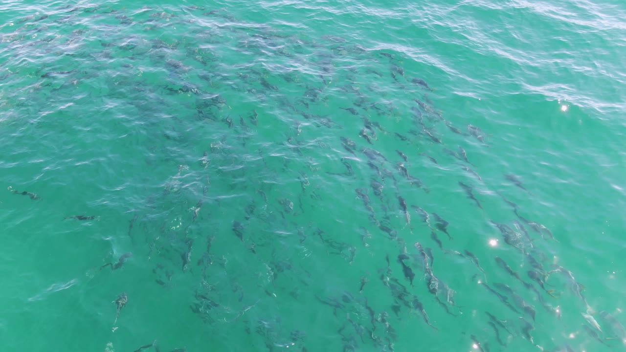 A looser cluster of fish moves below clear green-blue water at Buzzards Beach, with pale wave streaks crossing the surface and no visible people.