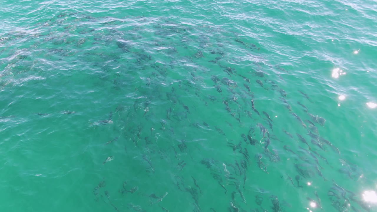 The fish appear more densely grouped beneath turquoise ocean water in Baja California Sur, with surface texture softening their outlines and no visible people.