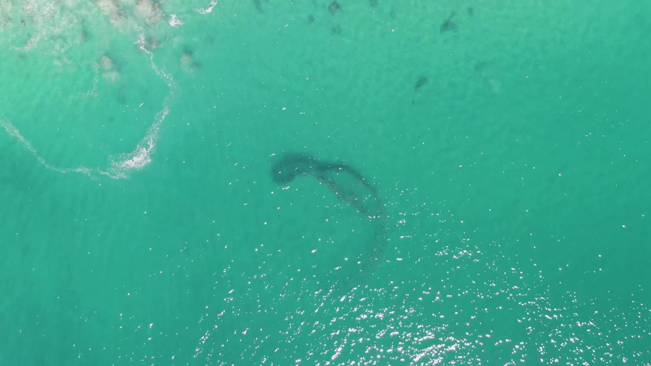 Dark marine animal shape beneath turquoise ocean water with foam at left