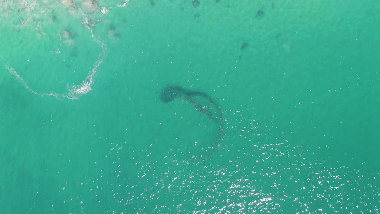 At Buzzards Beach, the submerged animal appears slightly farther across the turquoise water while bright reflections gather in the lower part of the frame, with no visible people.