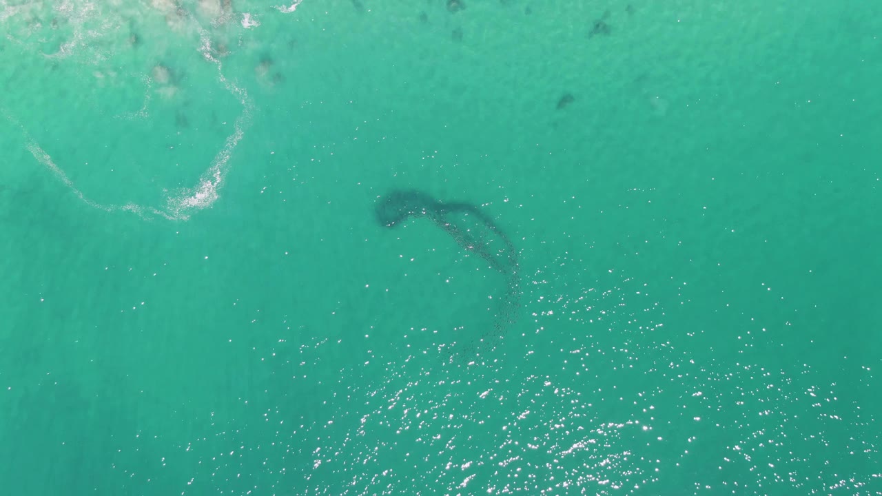 At Buzzards Beach, the animal remains visible as a dark curved form beneath clear turquoise water, with a small pale foam patch near the upper left and no visible people.