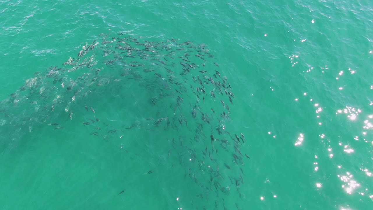 At Buzzards Beach, Baja California Sur, a school of fish gathers in a curved pattern below turquoise ocean water with scattered surface glare and no visible people.
