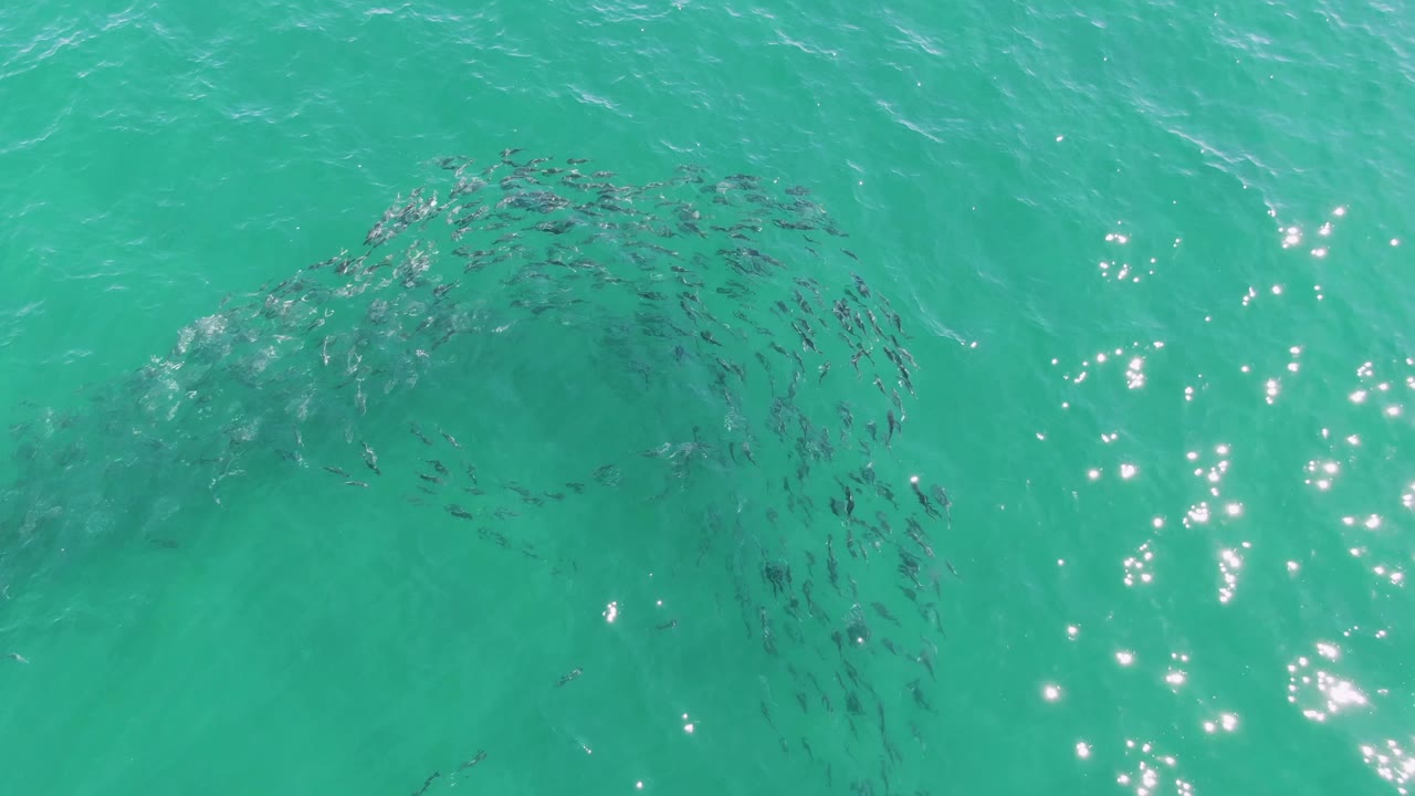 Fish school forming a wider swirl under clear turquoise water.