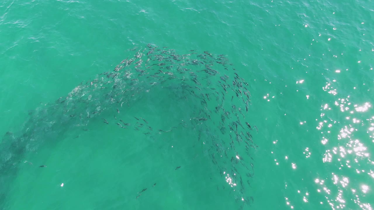 At Buzzards Beach, Baja California Sur, the fish school curves across the upper half of the frame with stronger sunlight sparkle on the right and no visible people.
