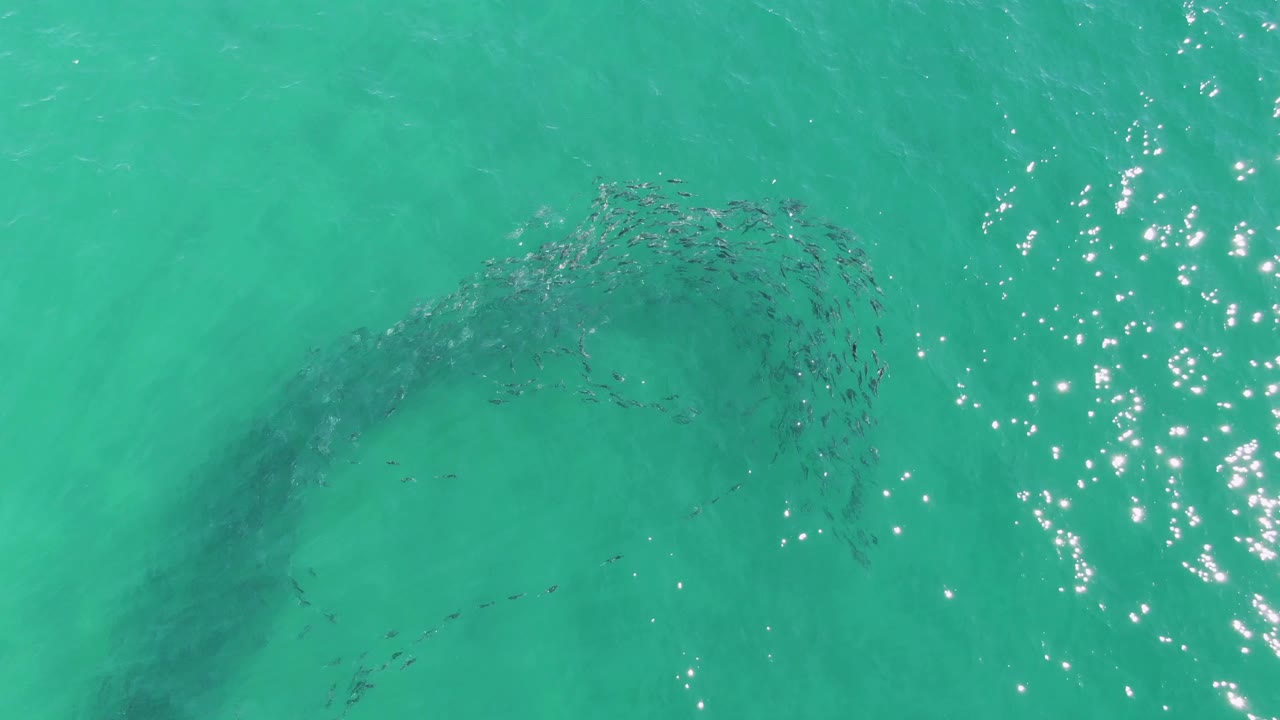 Overhead turquoise ocean with a dark swirling school of fish.