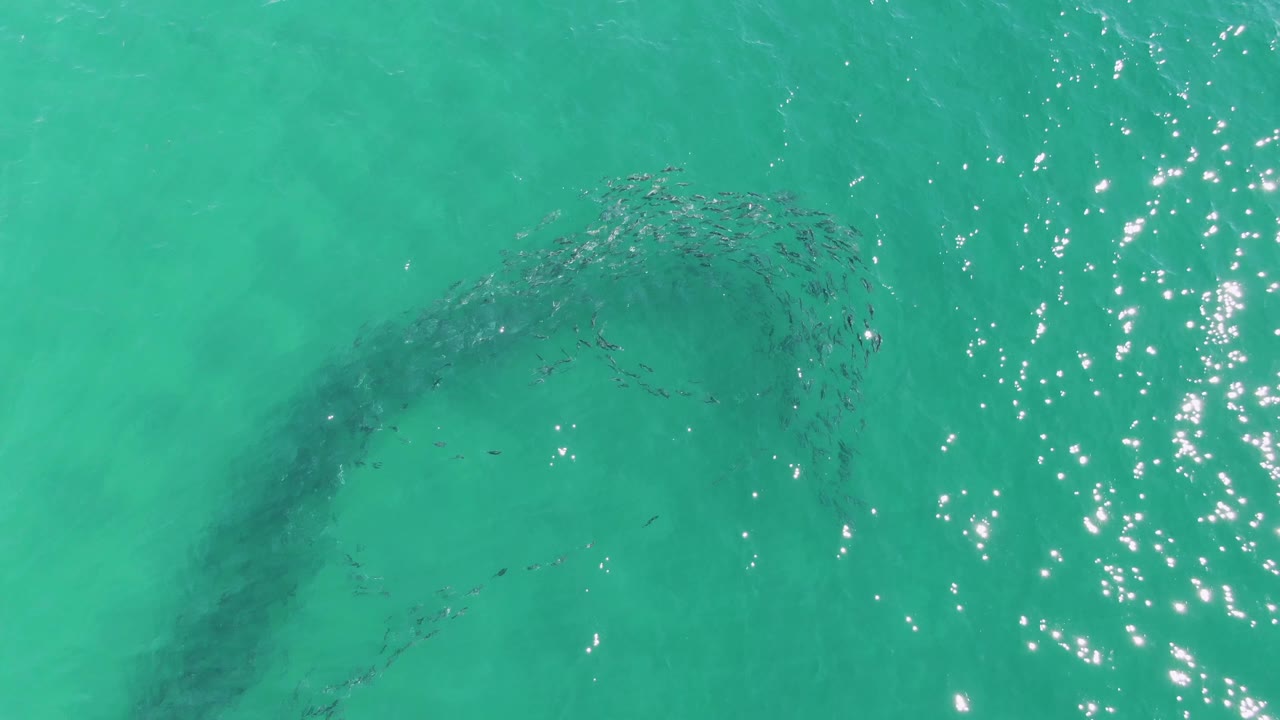 At 0:01, the fish school appears as a denser arcing shape under turquoise water at Buzzards Beach, with sunlight sparkling on the surface and no visible people.