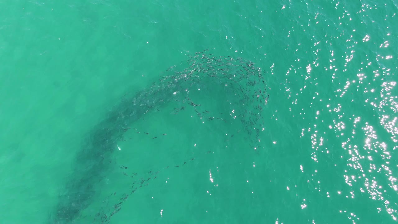 At 0:02, the overhead frame shows the fish school forming a partial loop in clear turquoise water near Buzzards Beach, Baja California Sur, with no visible people.