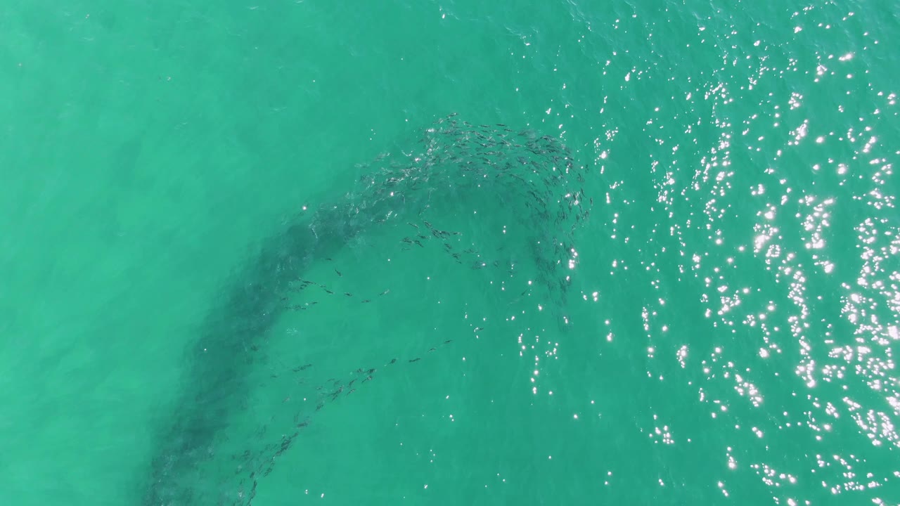 At 0:03, the school stretches diagonally through the turquoise ocean surface at Buzzards Beach, with a band of bright water reflections and no visible people.