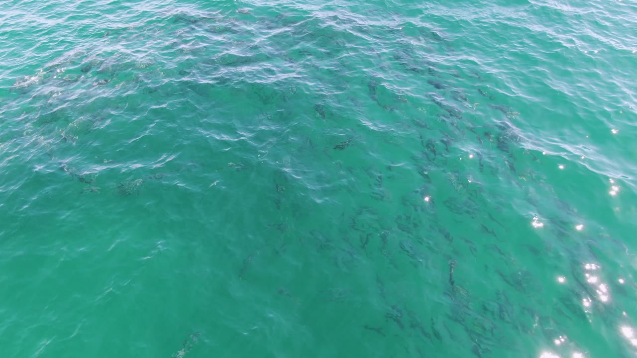 A school of small fish is visible below rippled turquoise water at Buzzards Beach, Baja California Sur, with surface glare and no visible people.