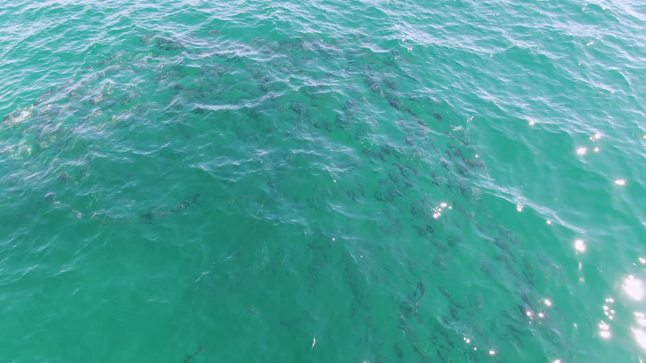 Dark fish shapes gather below blue-green ocean water at Buzzards Beach, Baja California Sur, while ripples and small highlights cross the surface and no people are visible.